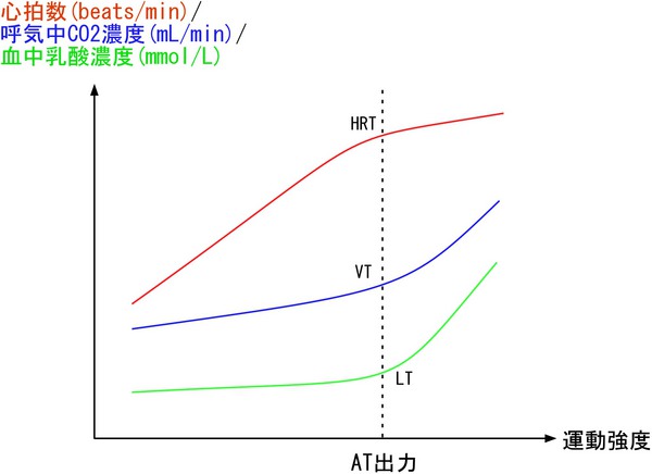 は と 酸素 無 作業 閾値 性